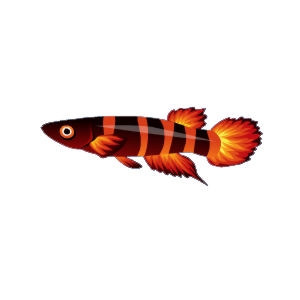 Flamestripe Killfish